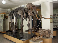Cкелет мамонта (Mammuthus primiqenius), самка