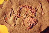 Cкелет ископаемого ящера эмеролетера Emeroleter levis IVACHNENKO