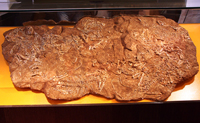 Скопление из 11 скелетов ископаемых рептилий суминий Suminia getmanovi IVACHNENKO
